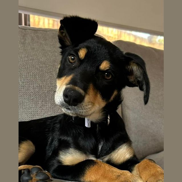 Photo of Bronco 