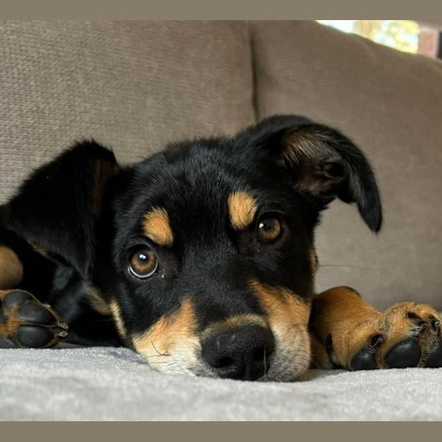 Photo of Bronco 