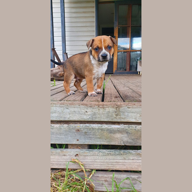 Photo of Bingo