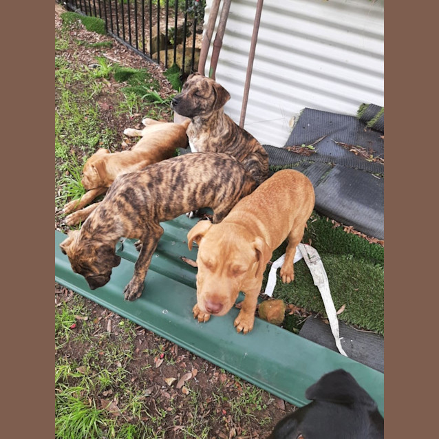 Photo of Willow 💜