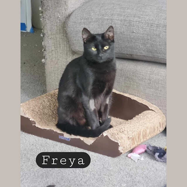 Photo of Freya