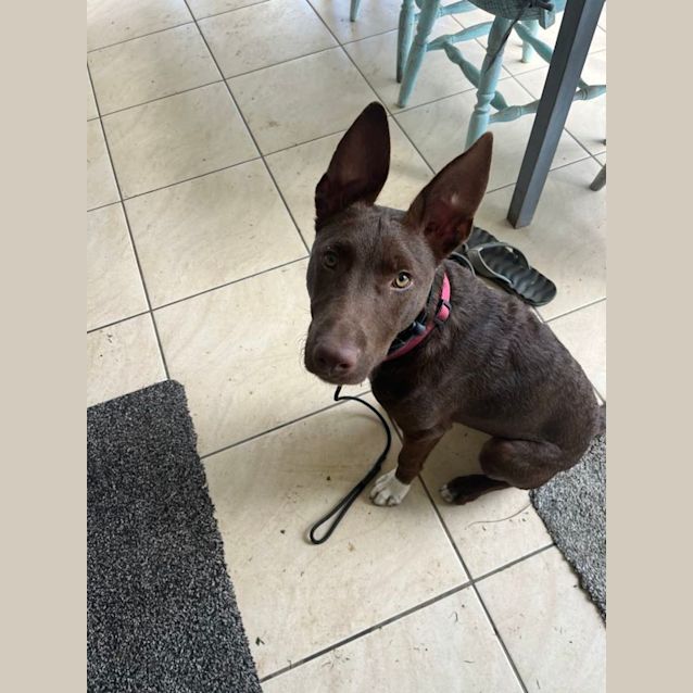 Photo of Roo