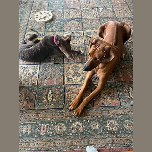 Photo of Roo