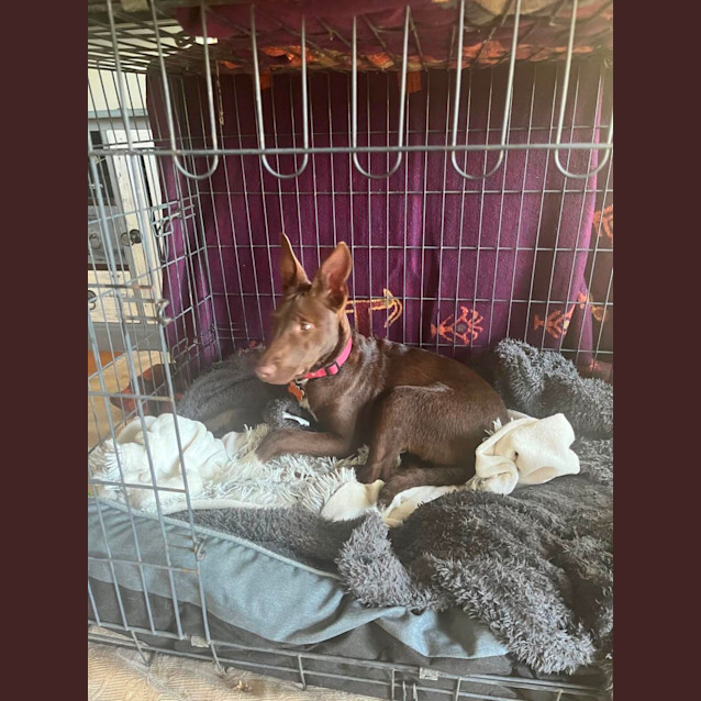 Photo of Roo