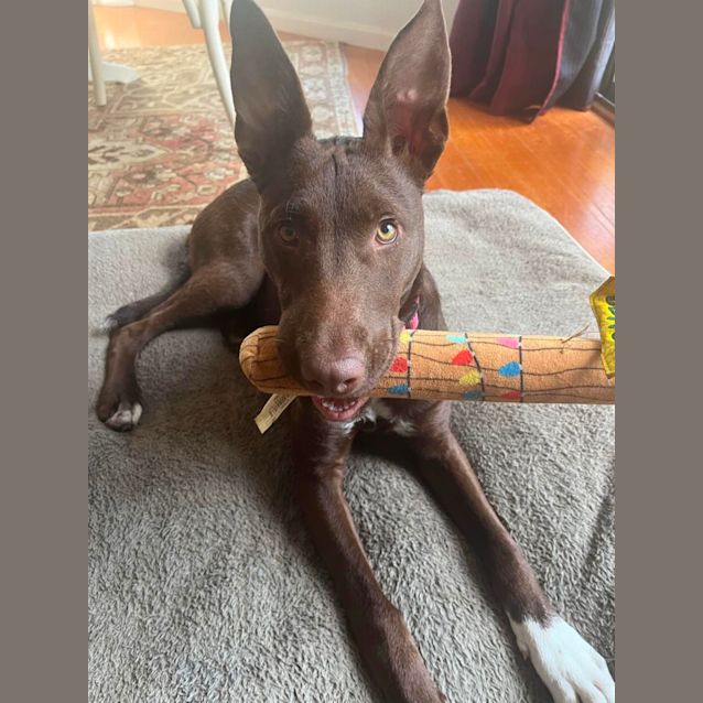 Photo of Roo