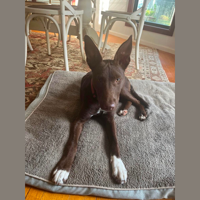Photo of Roo