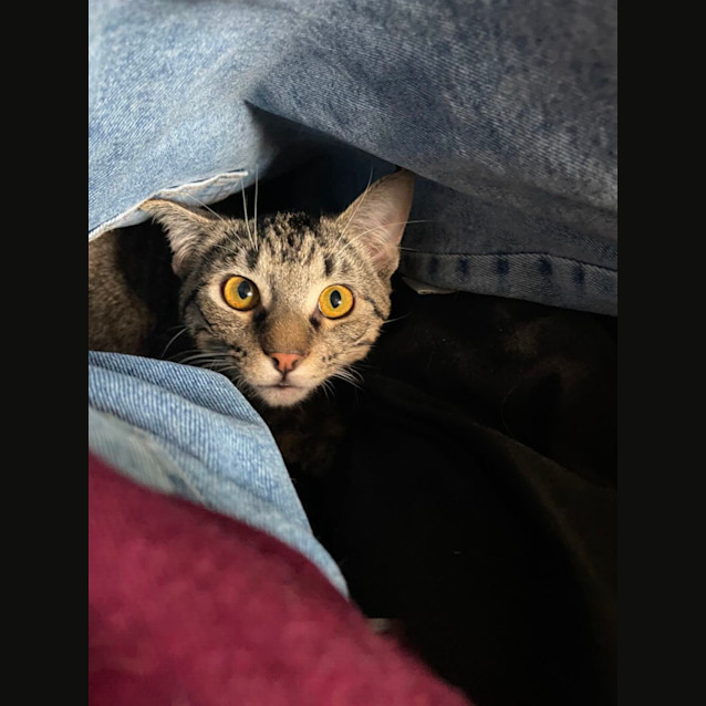 Photo of Ori