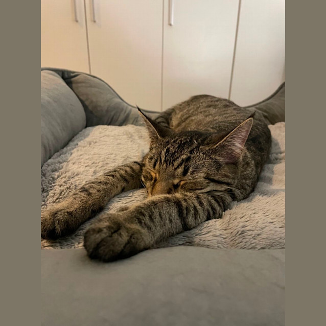 Photo of Ori