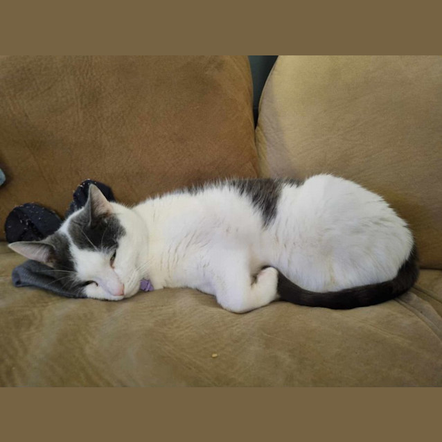 Photo of Murphy 😎🌈 