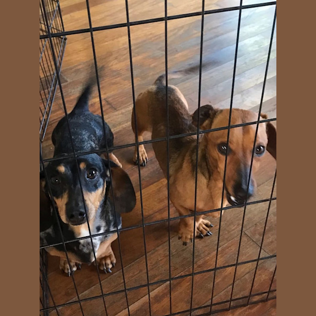 Photo of Coco & Toby 