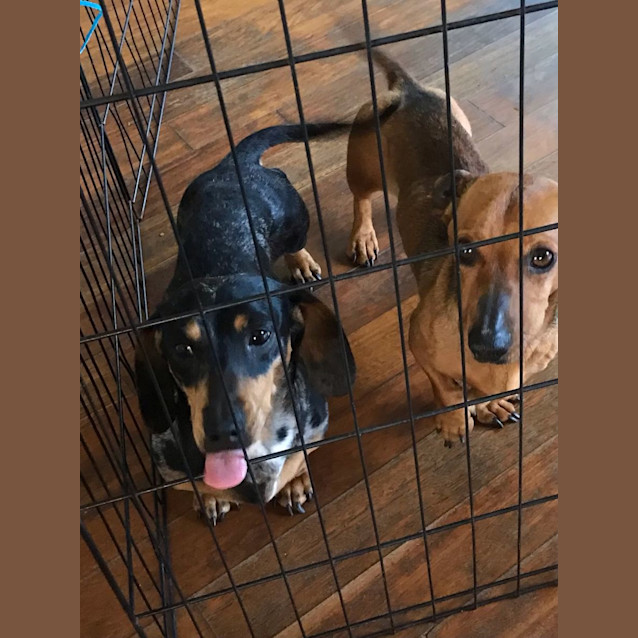 Photo of Coco & Toby 