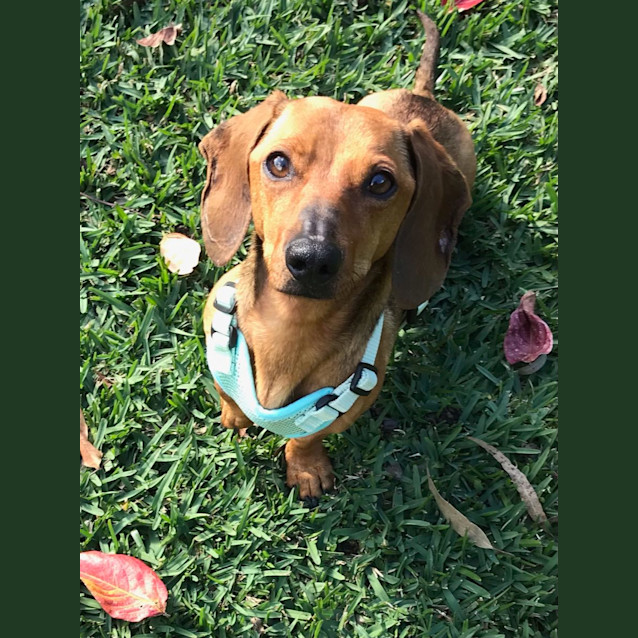 Photo of Coco & Toby 