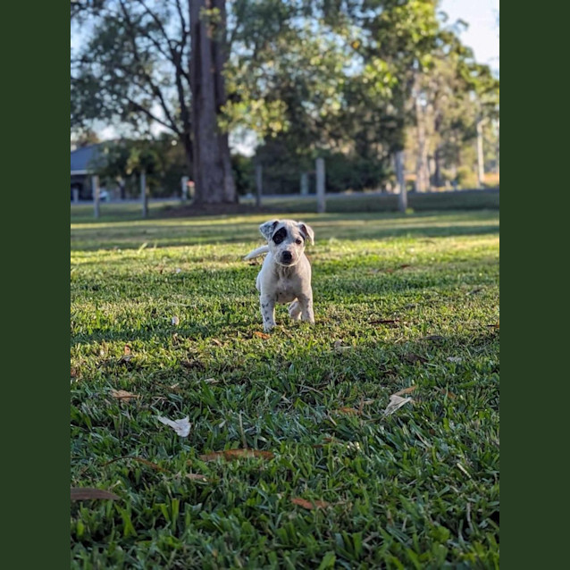 Photo of Dallas