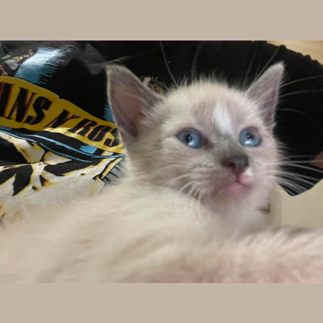 Photo of Shiloh