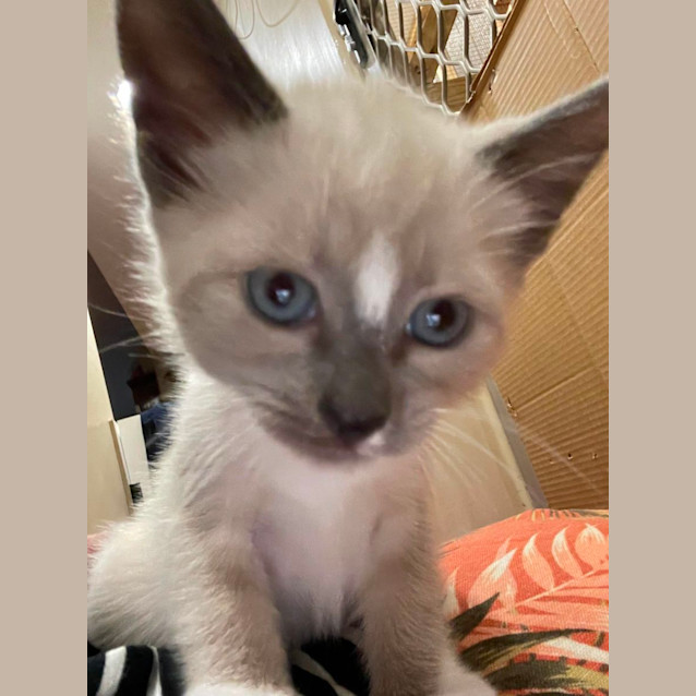 Photo of Shiloh
