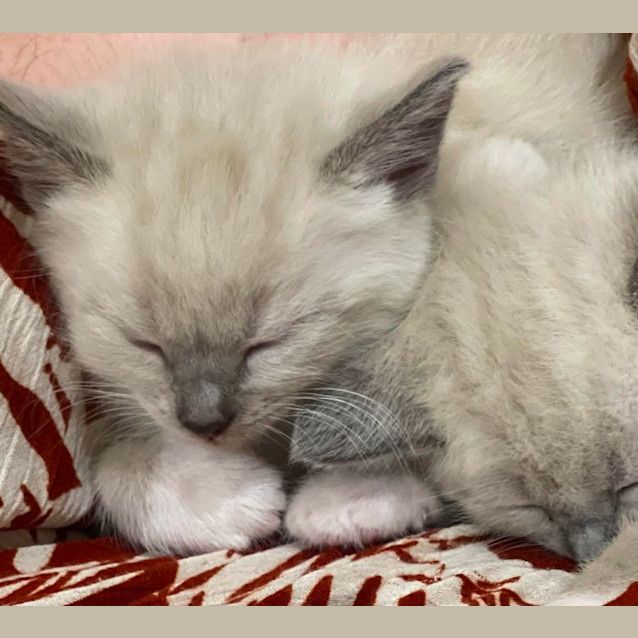 Photo of Sheera