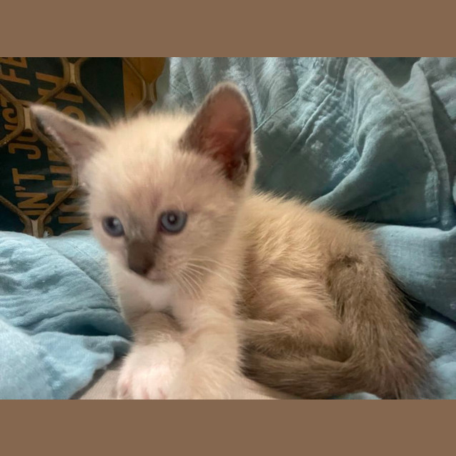 Photo of Sheera