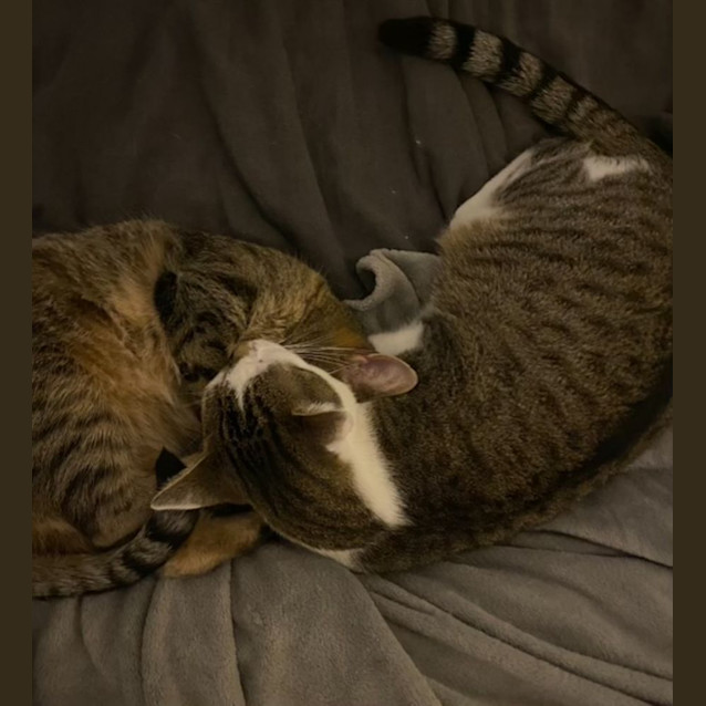 Photo of Cinnamon 
