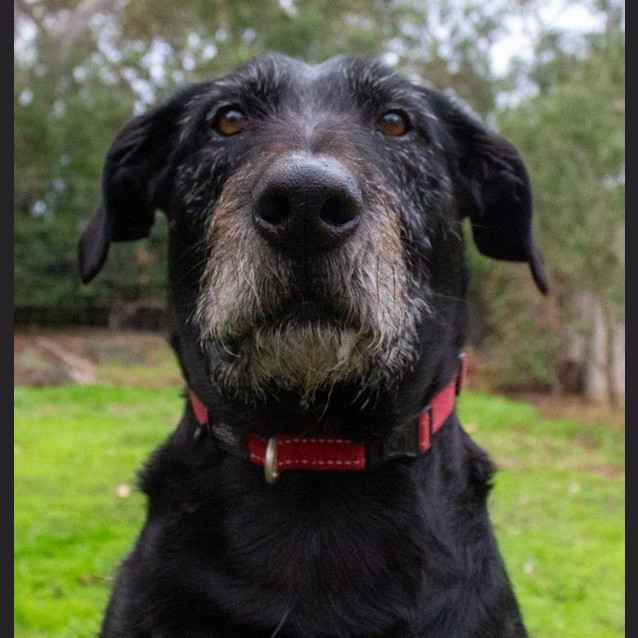 Photo of Nero Grimaldi