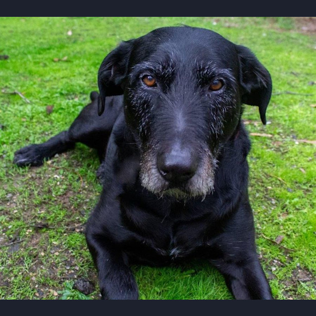 Photo of Nero Grimaldi