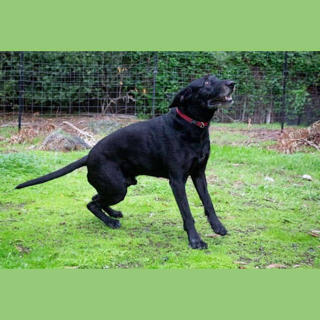 Photo of Nero Grimaldi