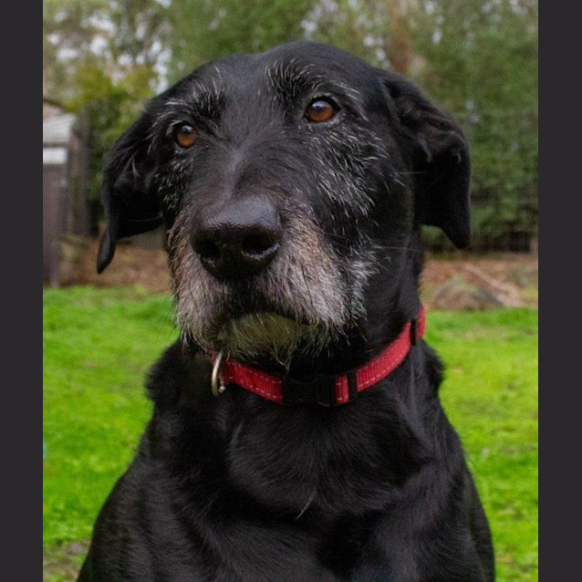 Photo of Nero Grimaldi