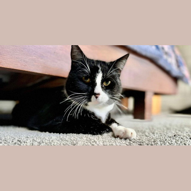 Photo of 🖤Tuxy 🖤