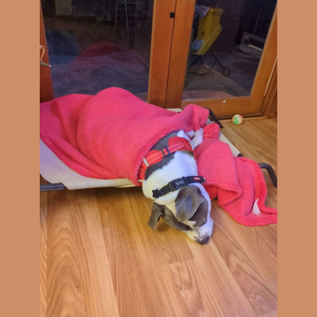 Photo of Kovu