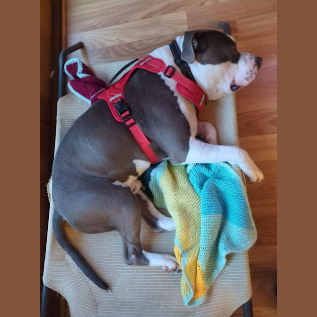 Photo of Kovu