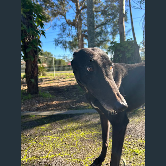 Photo of Dolly