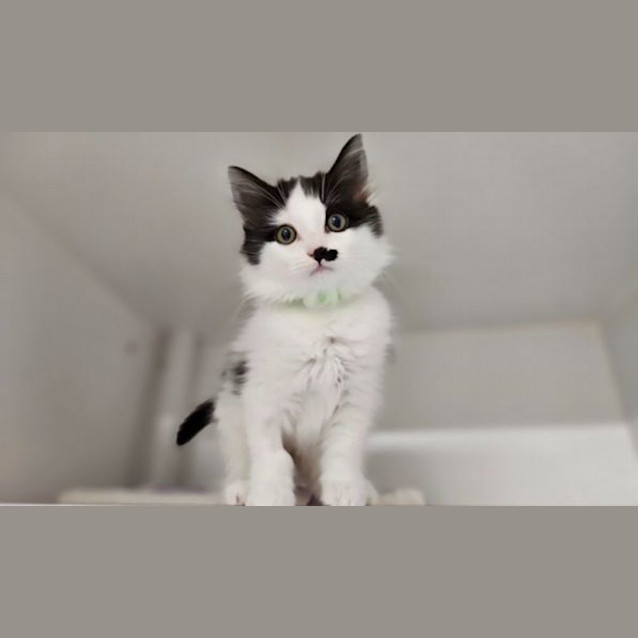 Photo of Bongo