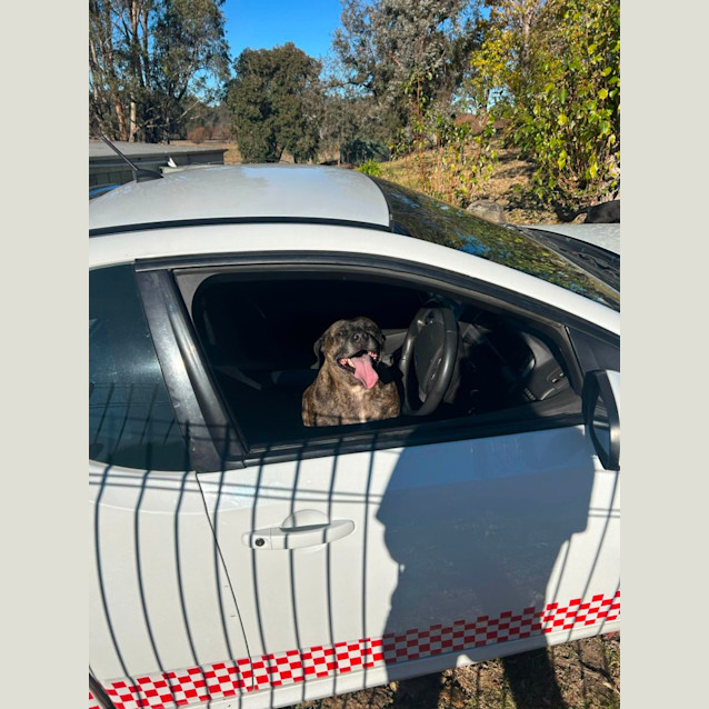 Photo of Roxie 