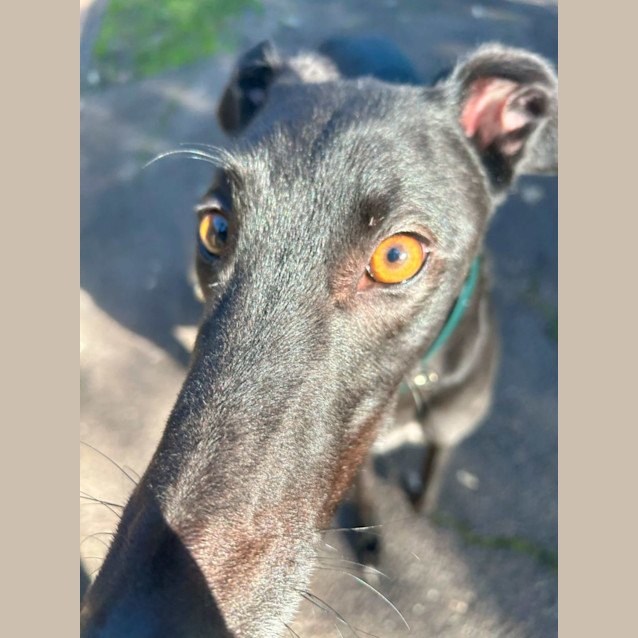 Photo of Sienna