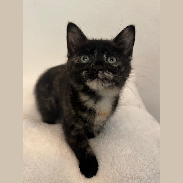 Photo of Twinkie