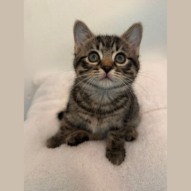 Photo of Hermione