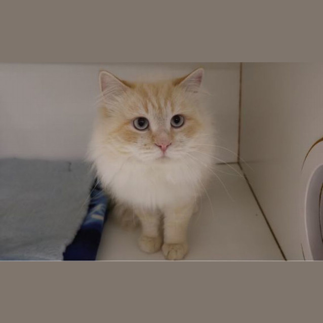 Photo of Marshmallow