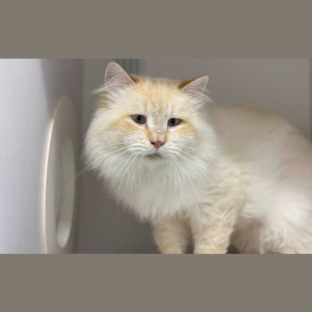 Photo of Marshmallow