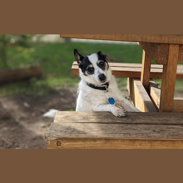 Photo of Milo
