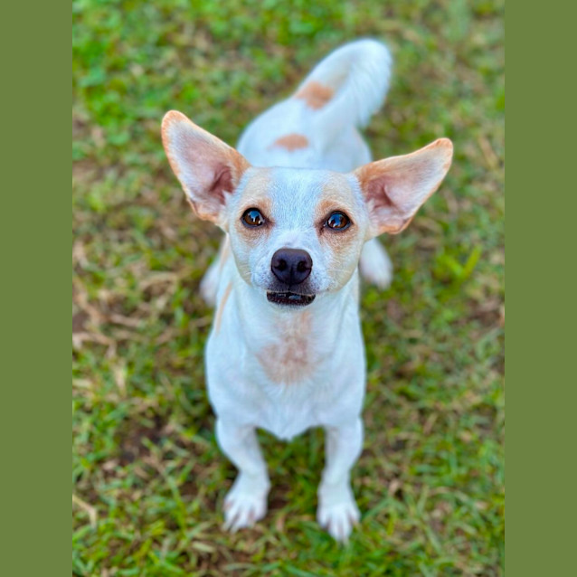 Photo of Chip