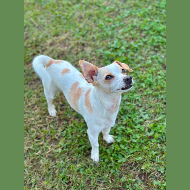 Photo of Chip