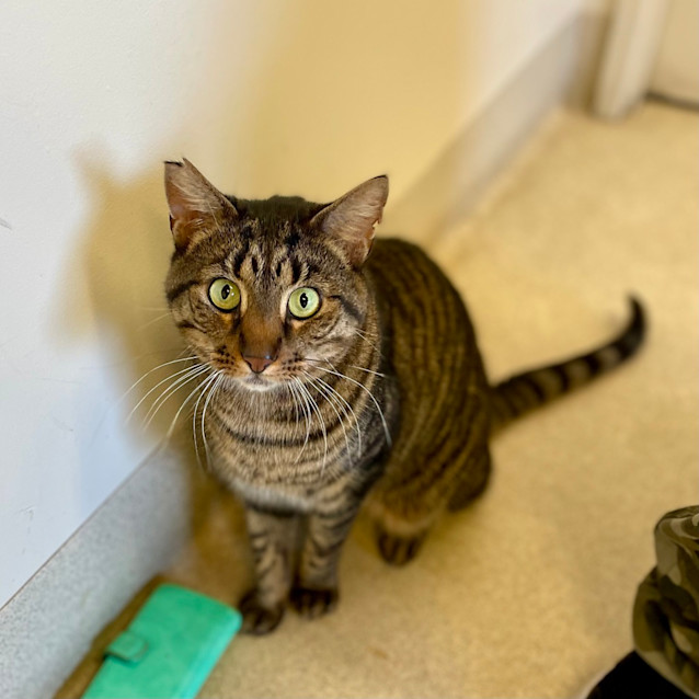 Photo of Scaredy Cat