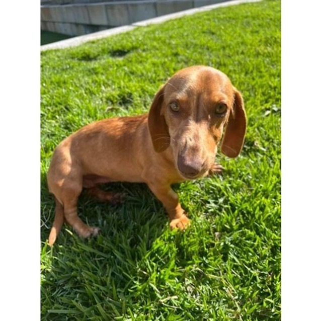 Photo of Mustard