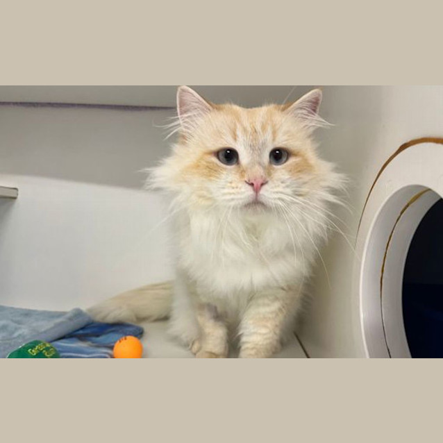 Photo of Marshmallow