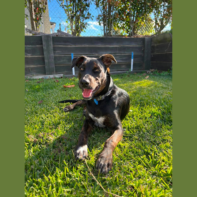 Photo of Navy *$350 Adoption Fee*