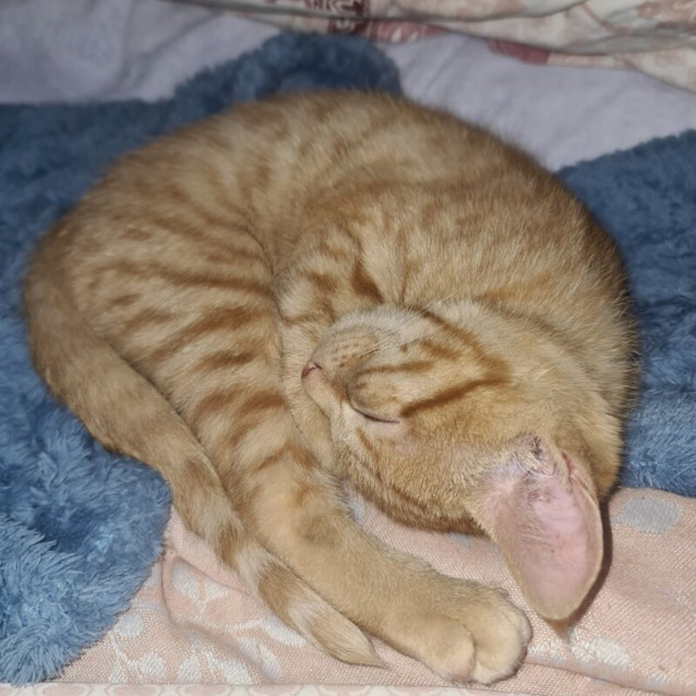 Photo of Helios