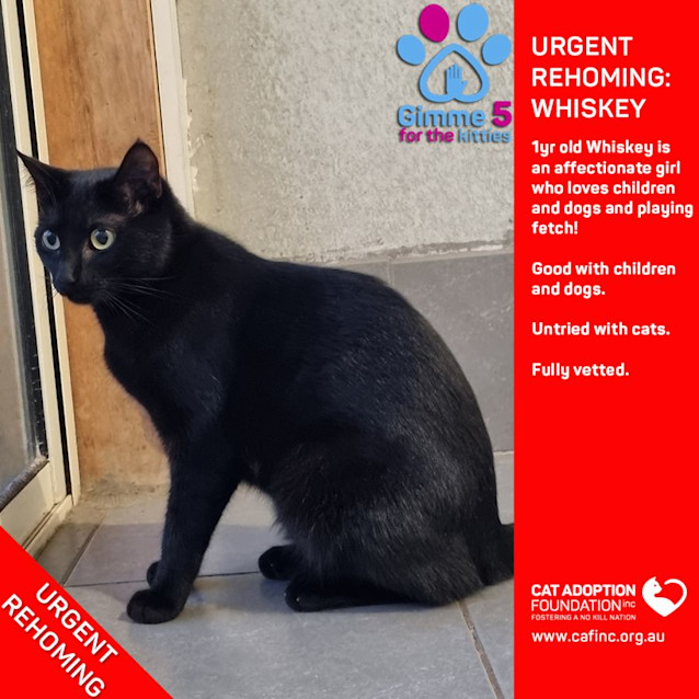 Photo of Whiskey Private Rehoming No Charge!