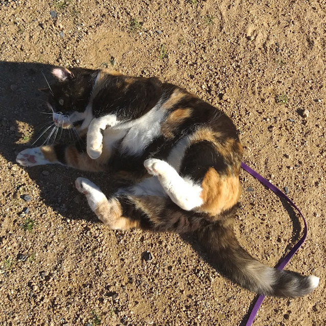 Photo of Shelby