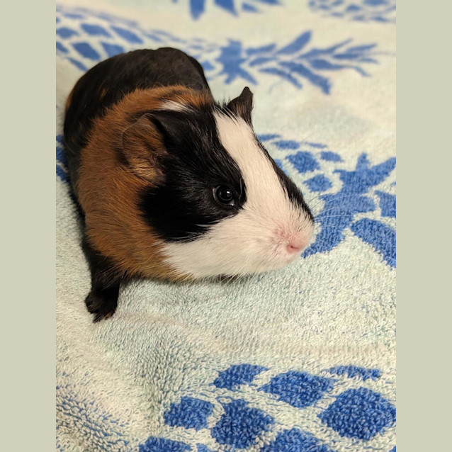 Photo of Lardon
