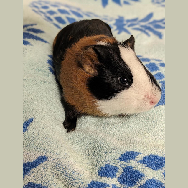 Photo of Lardon