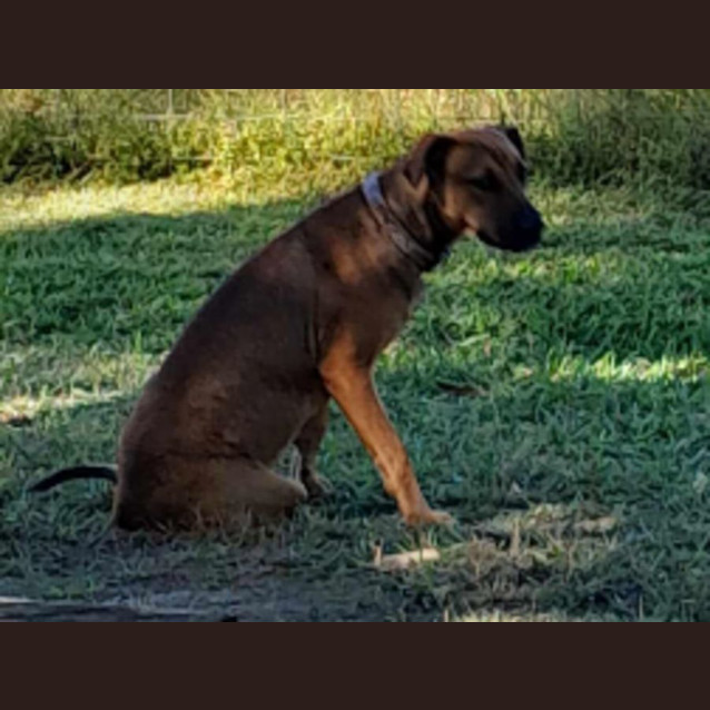 Photo of Rosie